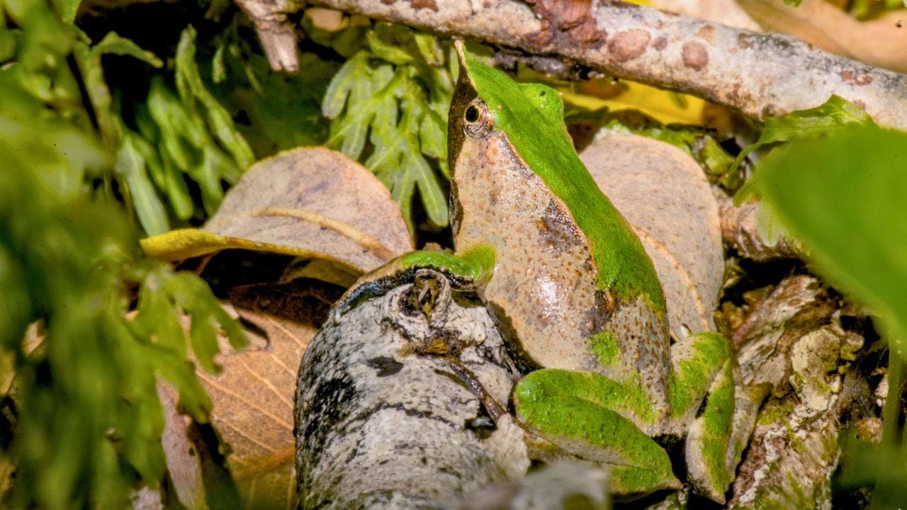 Descubren a la ranita de Darwin en Parque Nacional de Los Lagos: Nunca se había visto ahí