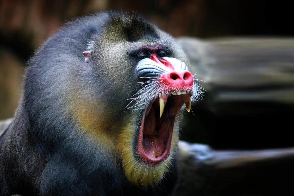 Estos son los animales en peligro de extinción en 2025