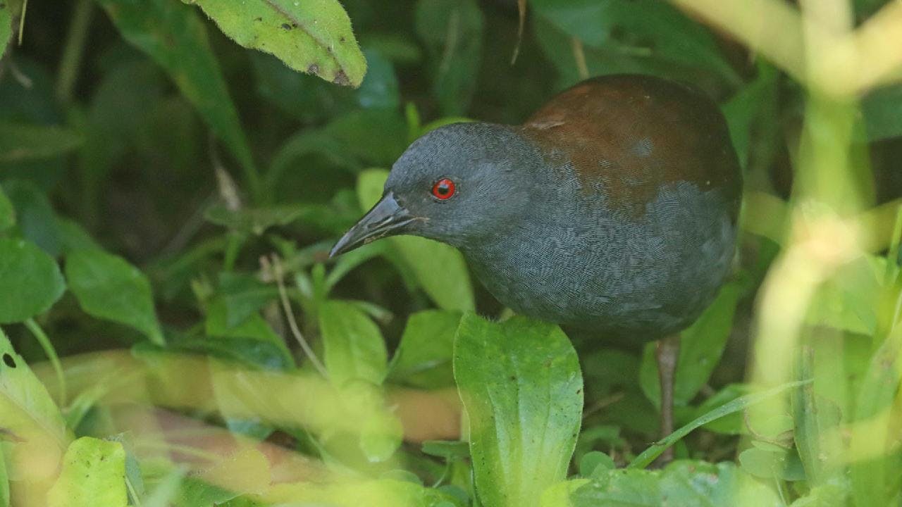 Encuentran ave que se creía extinta: No se veía hace 190 años