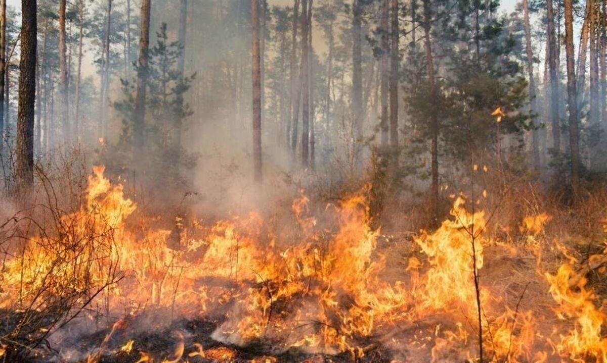 “Los mapuches no estamos vinculados con los incendios”: Coordinadora Wallmapu responde a dichos de ministra Tohá sobre incendios forestales y reivindicación territorial