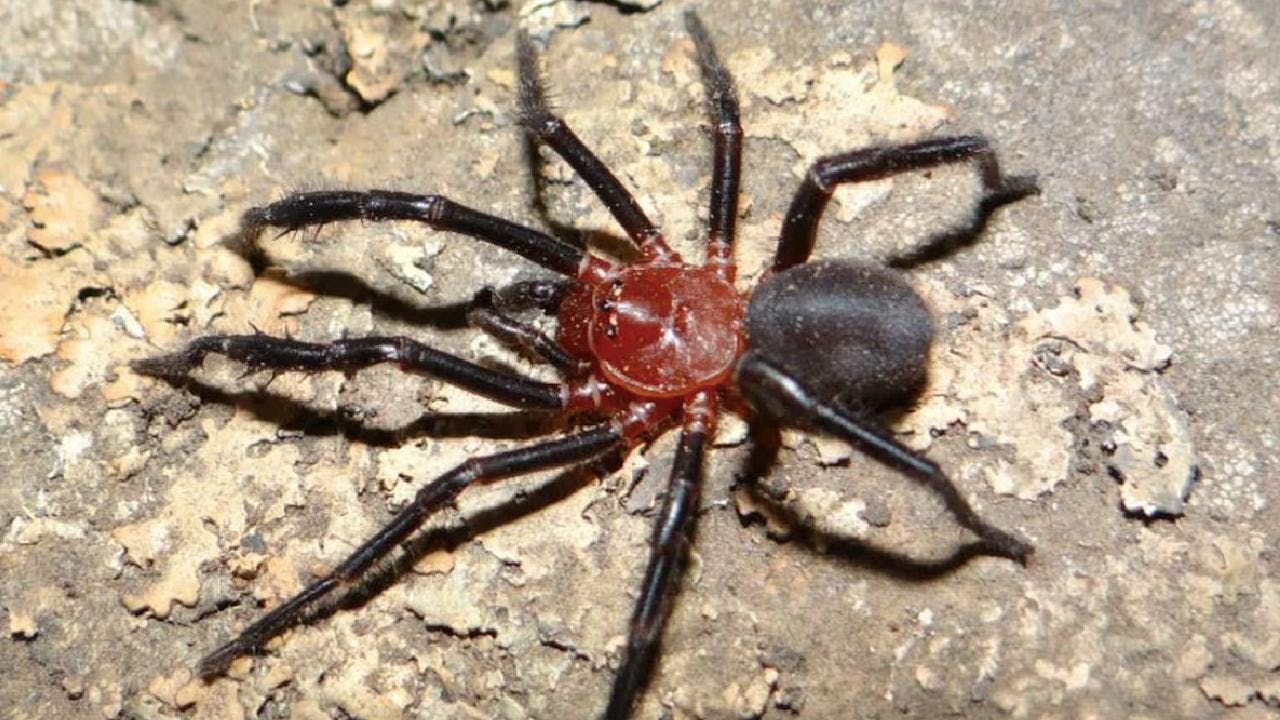 ¿Cómo es la nueva araña descubierta en Talca?