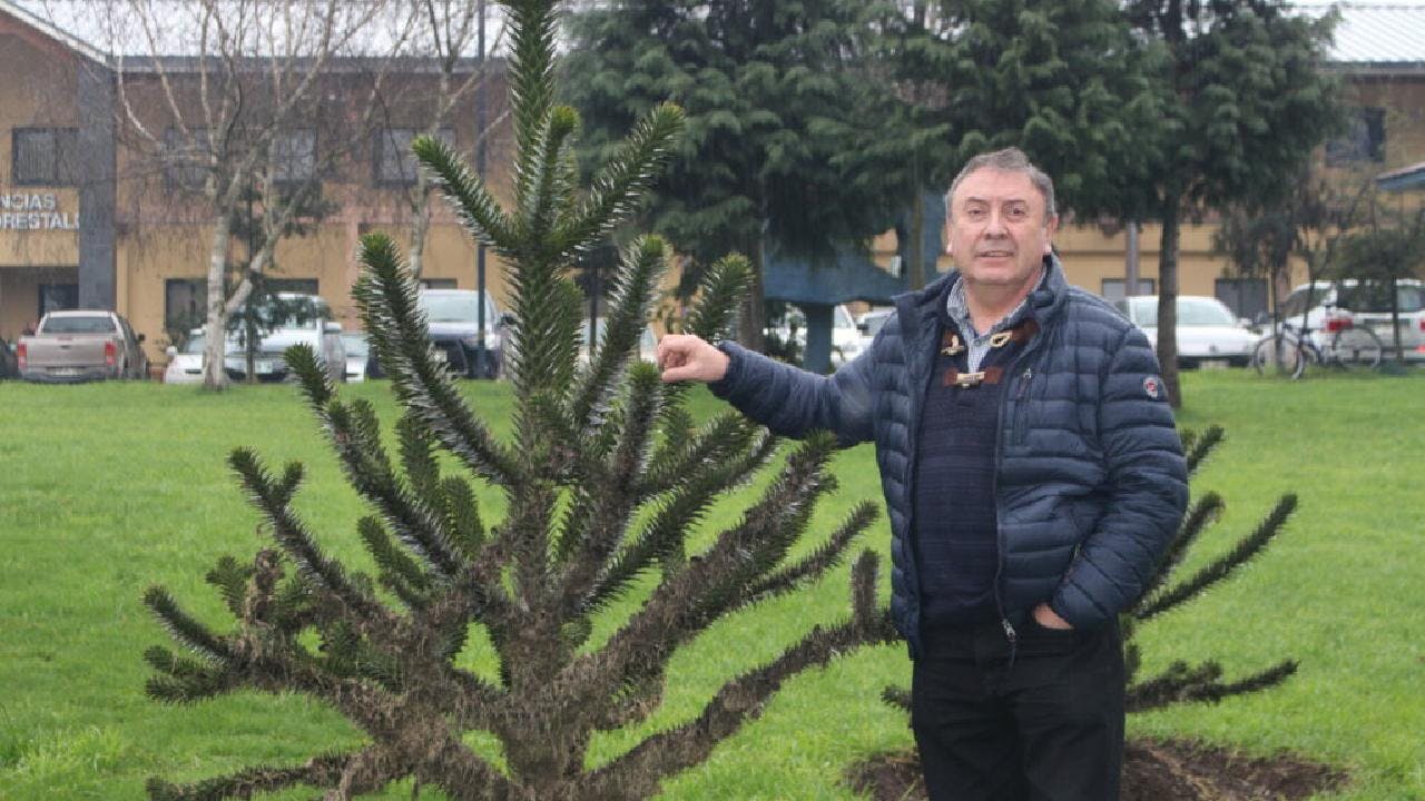 Rubén Carrillo sobre las semillas de la Araucaria Araucana: “Nuestra preocupación es que en ambas cordilleras, de la Costa y de Los Andes, la extracción está siendo indiscriminada y hay mucha gente qu