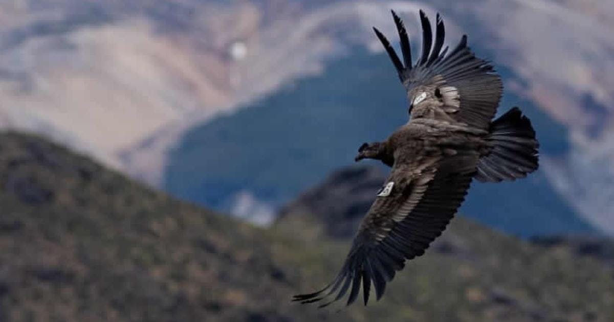 Cristián Saucedo sobre el rol del rewilding: "Es un llamado a restaurar nuestra relación con la naturaleza, mejorar la condición de especies que están en peligro"