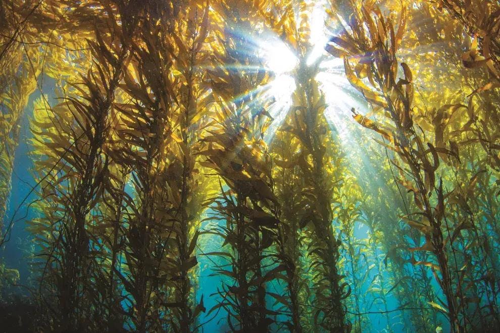 Mathias Hüne sobre las algas Kelp: "Pueden llegar a crecer medio metro al día, siendo claves para mitigar el efecto del cambio climático”