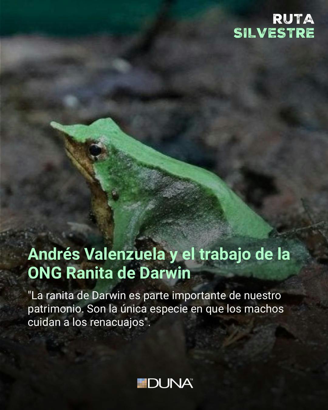 Andrés Valenzuela: "La ranita de Darwin del sur se encuentra en muy mal estado de conservación y en peligro de extinción"