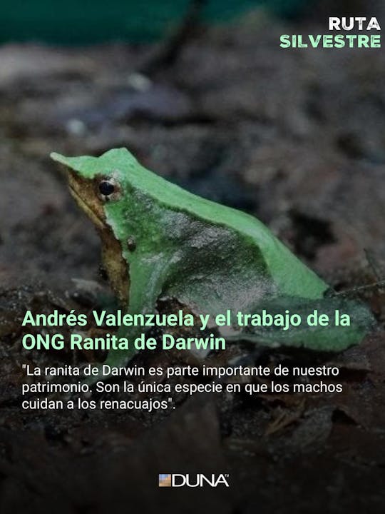 Andrés Valenzuela: "La ranita de Darwin del sur se encuentra en muy mal estado de conservación y en peligro de extinción"