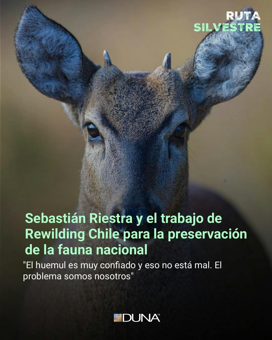 Sebastián Rivas y el trabajo de la Fundación Rewilding Chile para la protección de la fauna silvestre
