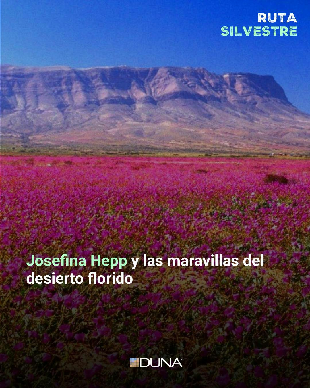 Josefina Hepp y las maravillas del desierto florido