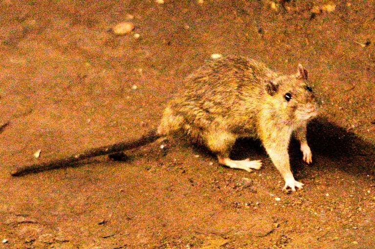 Decenas de pasajeros bajaron del crucero con brote de hantavirus antes de confirmarse la enfermedad