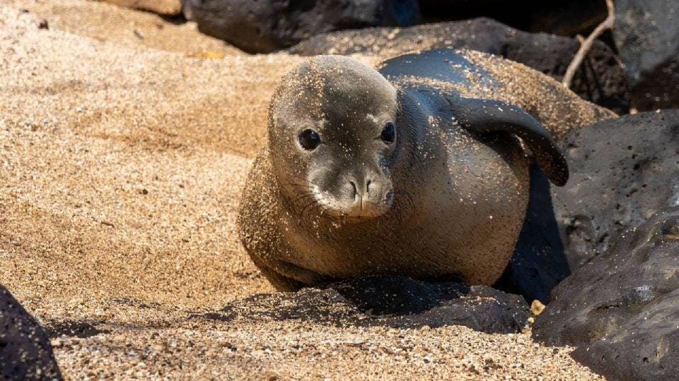 Arrestan a turista en Seattle por atacar con una piedra a una foca monje en Hawaii