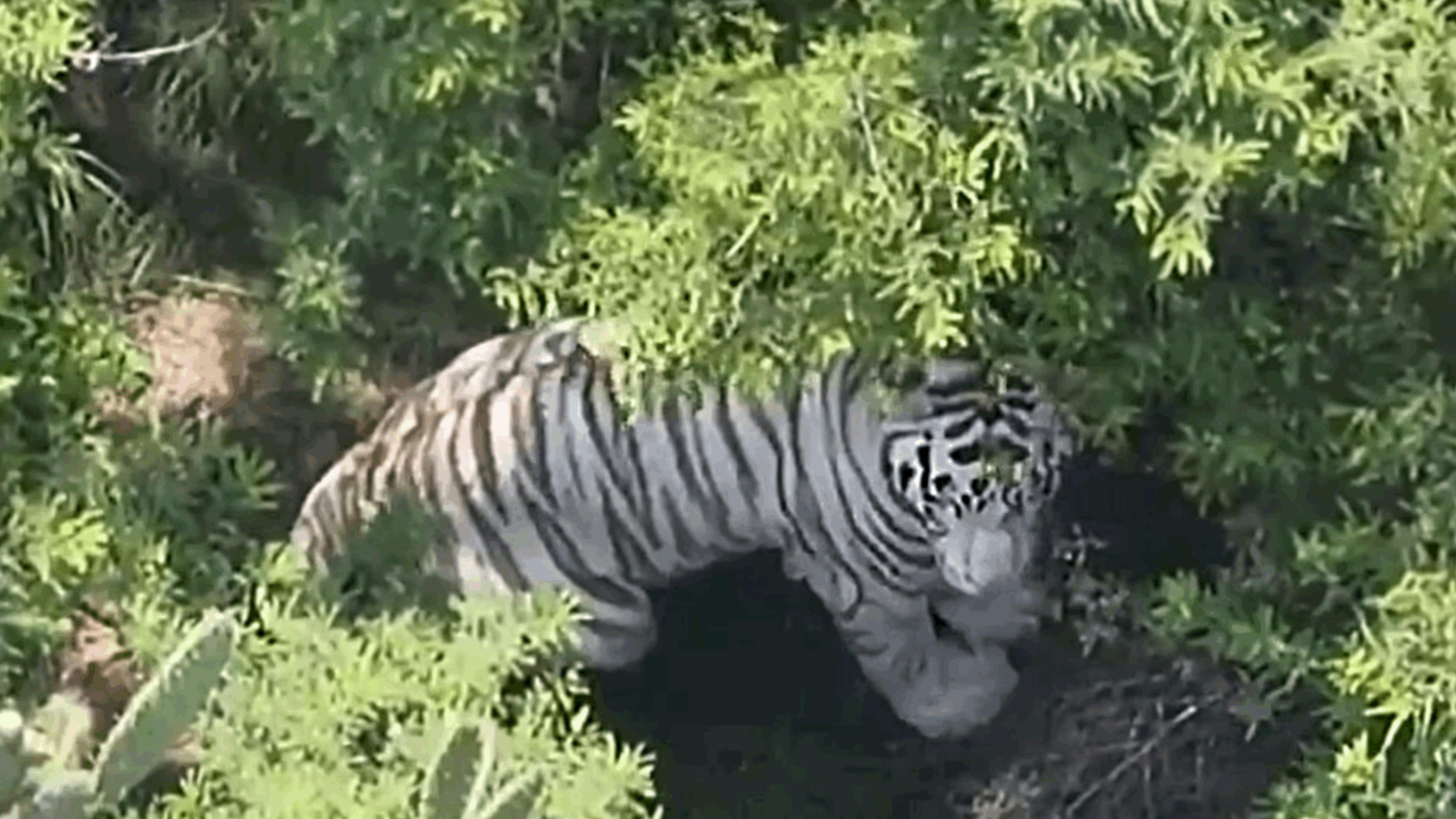 Fuga de tigre en Edomex: localizan al felino tras más de 18 horas de búsqueda en zona de difícil acceso