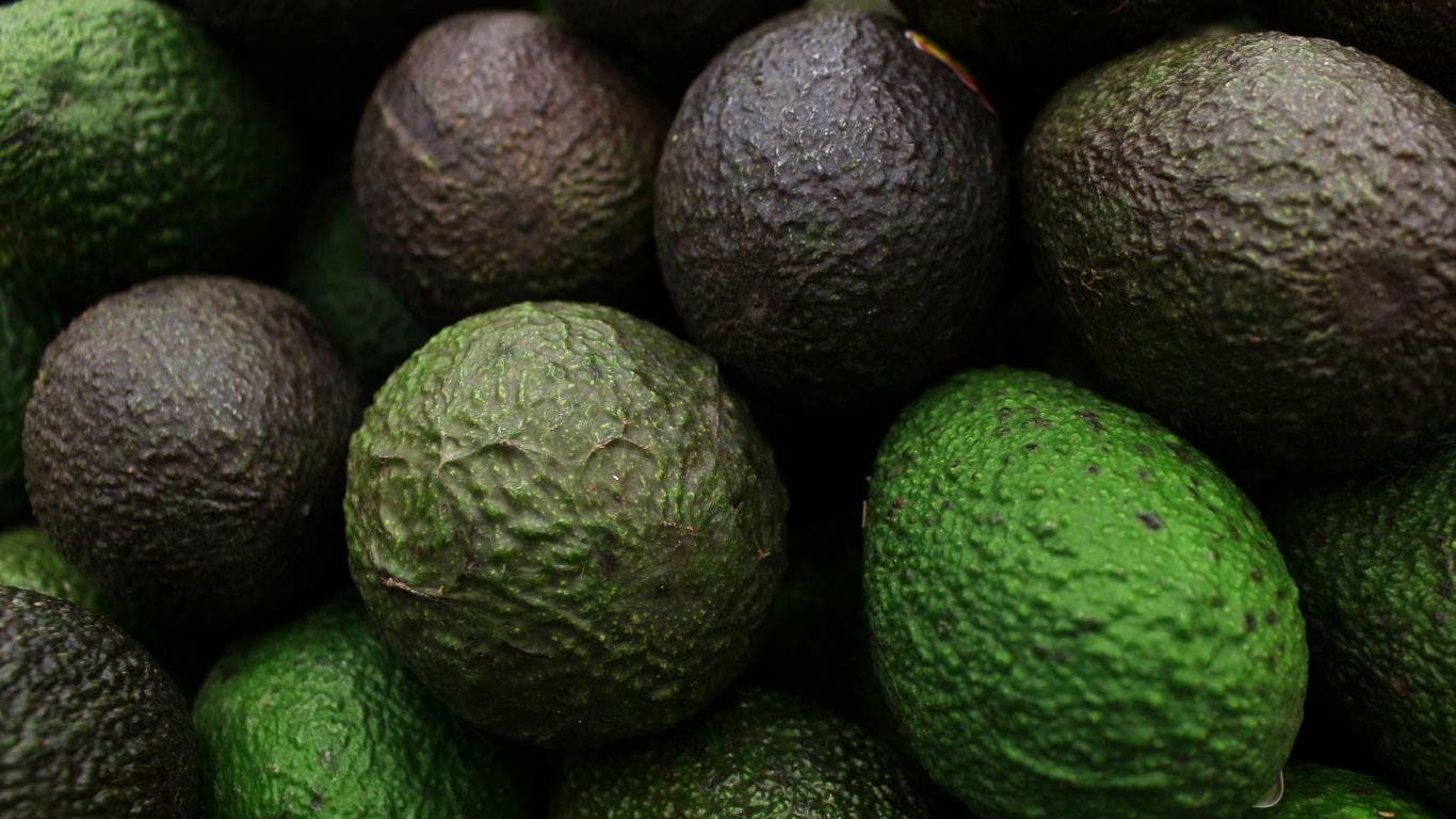 EU frena exportación de aguacate en cinco municipios de Michoacán tras amenazas del crimen a inspectores