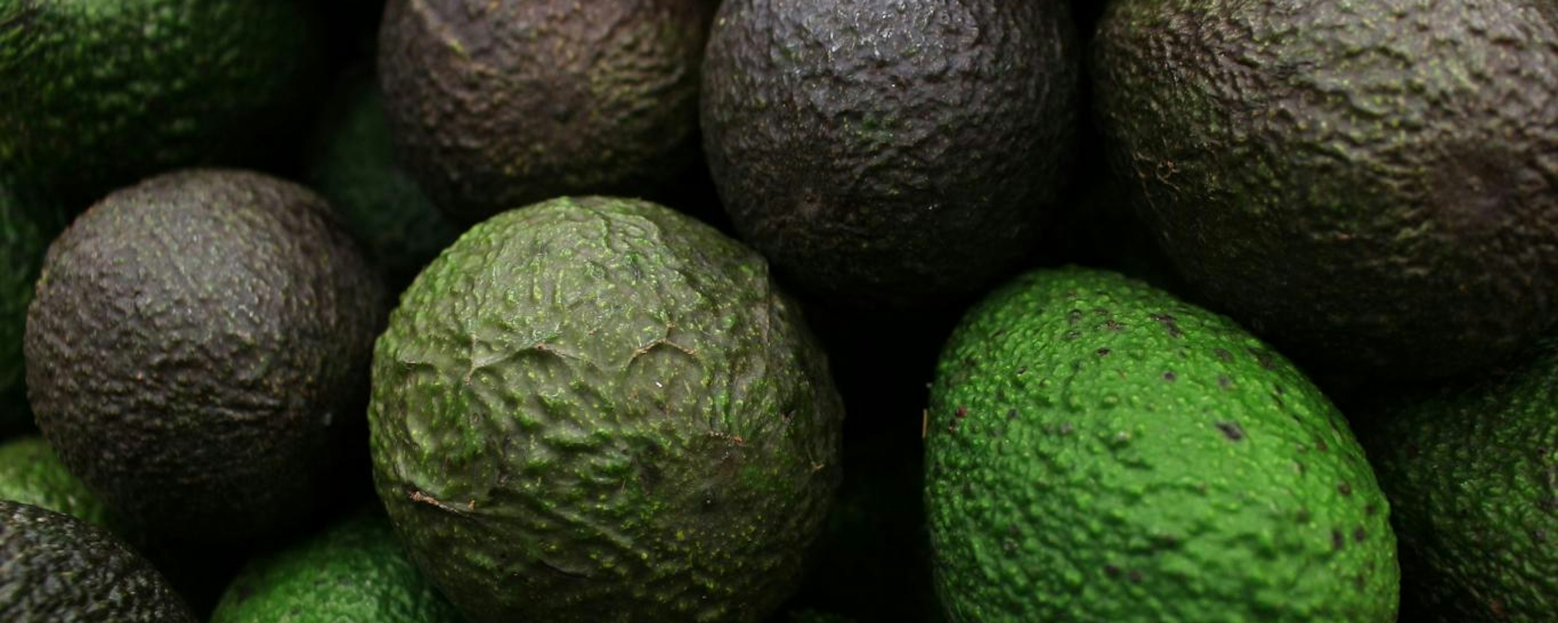 EU frena exportación de aguacate en cinco municipios de Michoacán tras amenazas del crimen a inspectores
