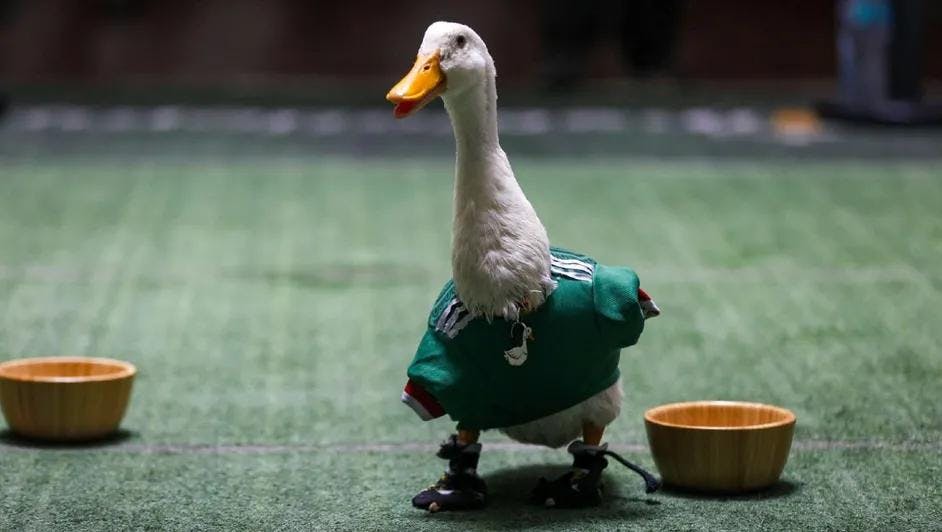 El talismán de plumas: Pato Merlín sacude al balompié | Lokura FM