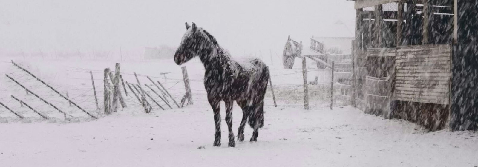 Al sur del invierno está la nieve