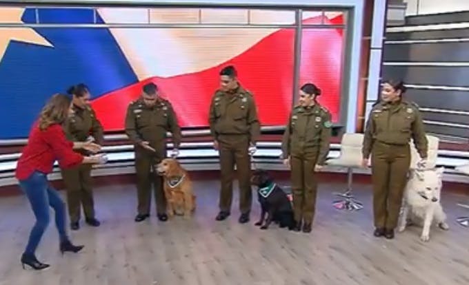 Los perritos de la Parada Militar visitan el BDAT 