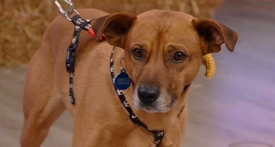 La complicada búsqueda de un hogar para Oso