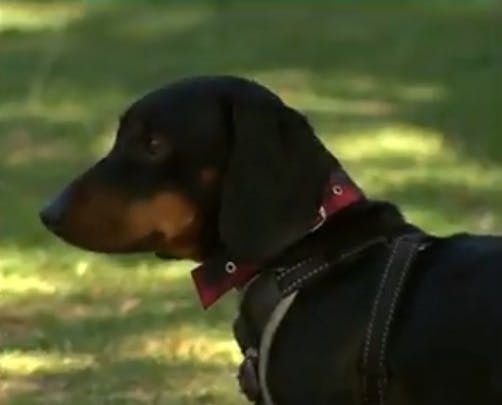 Para que todos lo pasemos bien: Cuidado con las comidas de las mascotas durante este 18