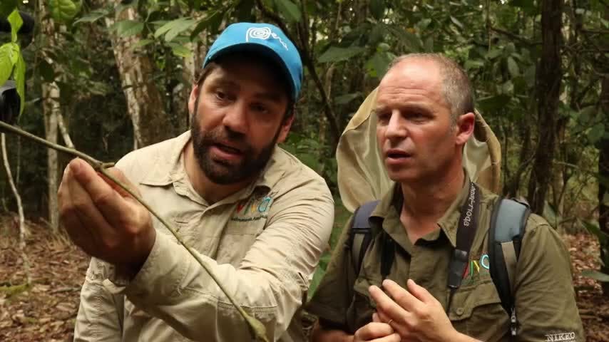 Nuevas especies | Selva Viva - T1E1