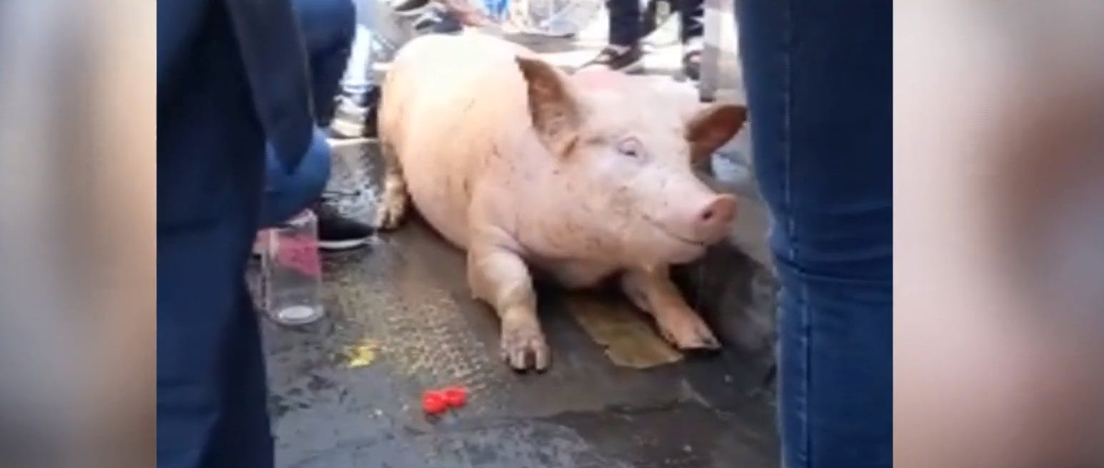 Cerdos escaparon desde camión en Maipú: Testigos denuncian maltrato animal