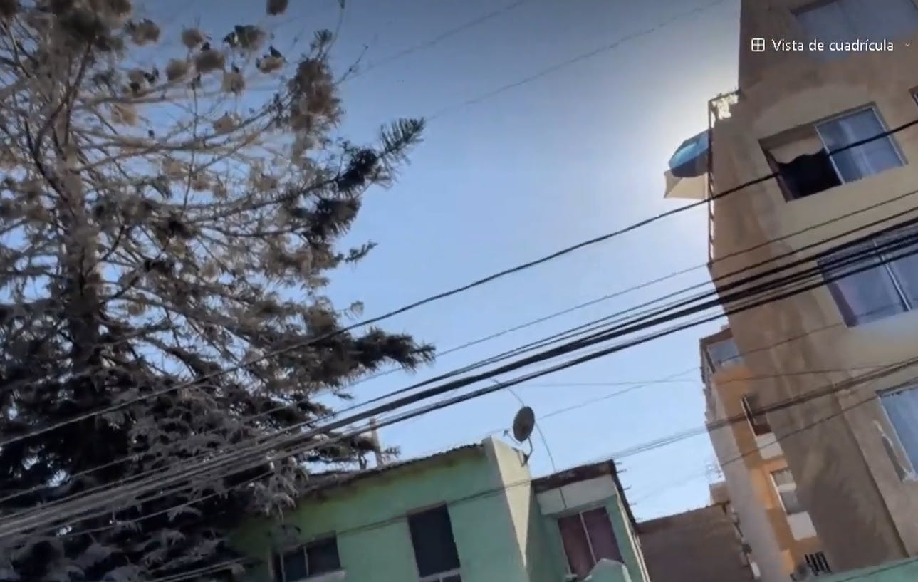 Como película de terror: Más de 60 cormoranes se tomaron árbol de casa en Antofagasta