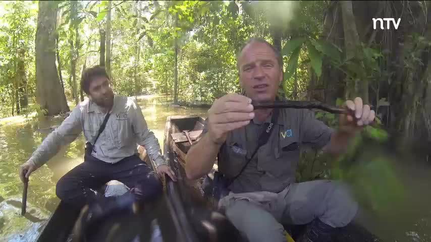 Misión nocturna en busca de serpientes y arañas | Selva viva - T1E17