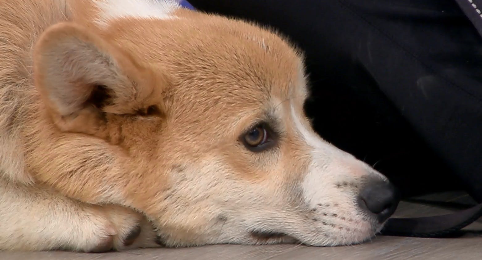 Las recomendaciones para que nuestras mascotas no sufran con los fuegos artificiales 