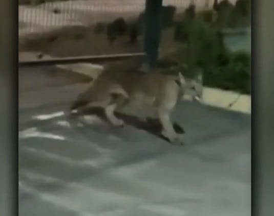 Reportan nuevo avistamiento de Puma en Las Condes 