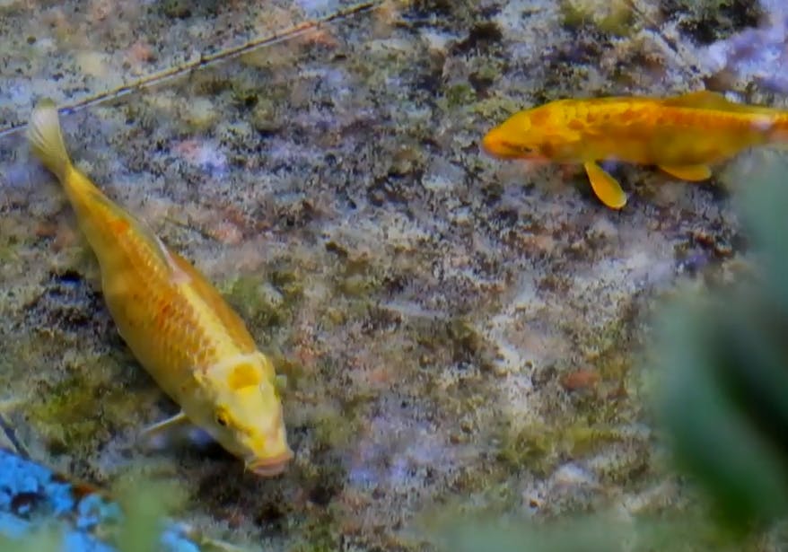 Insólito: Roban peces desde pileta en plaza de Curicó