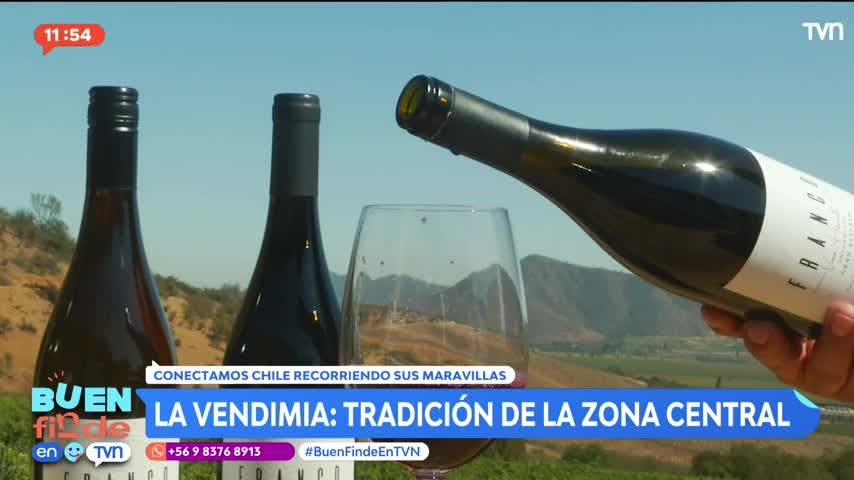 La vendimia: Una tradición de la zona central 