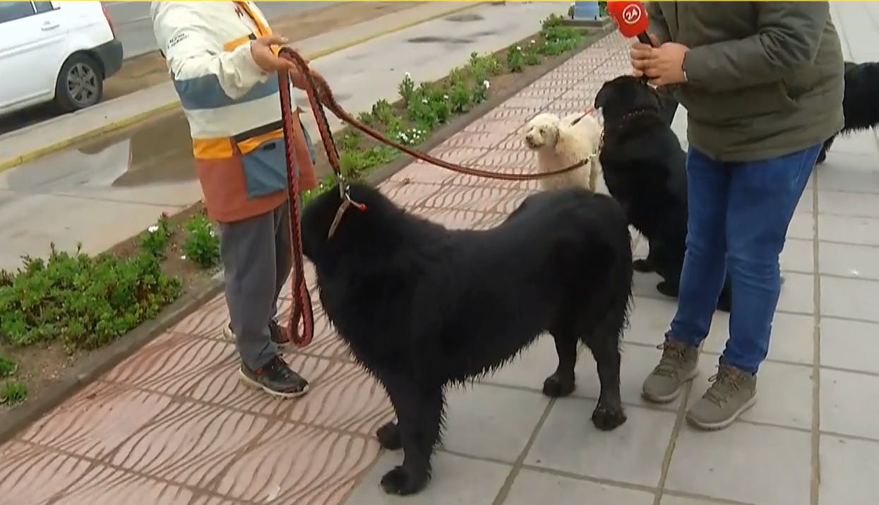Perritos aprovechan su paseo antes de la lluvia 