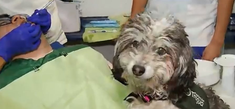Canoterapia: Perritos ayudan y calman a niños en el dentista 
