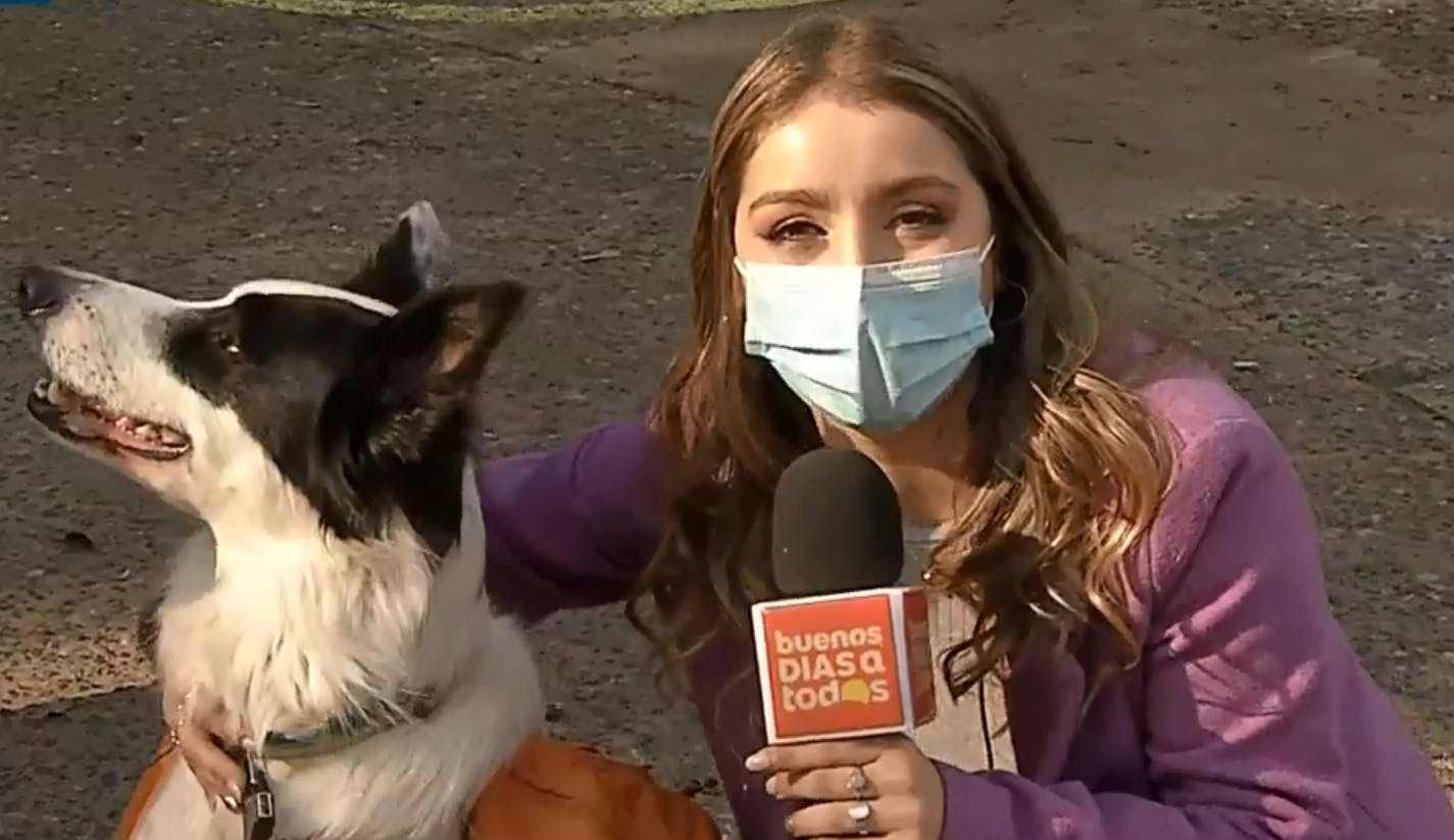 Conoce a Sam, el perrito que se transformó en el superhéroe del medioambiente
