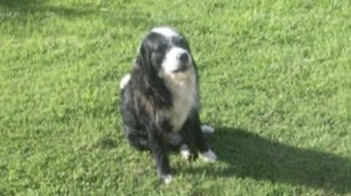 Encontremos a Jack: El desesperado llamado de los dueños de perrito perdido