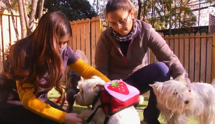 Pituteando: Hoy conocimos un especial ¡colegios para perros!