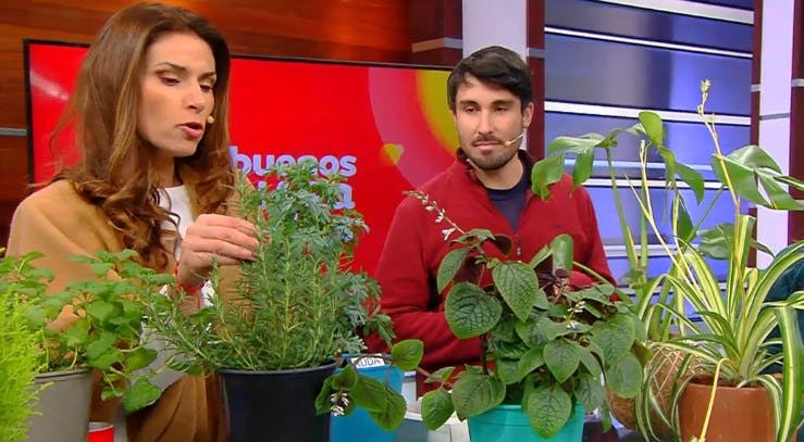 Conoce dos grandes ideas: Pinturas y plantas que ayudan a purificar el aire 