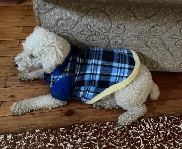 Las mejores ideas para que sus mascotas no pasen frío
