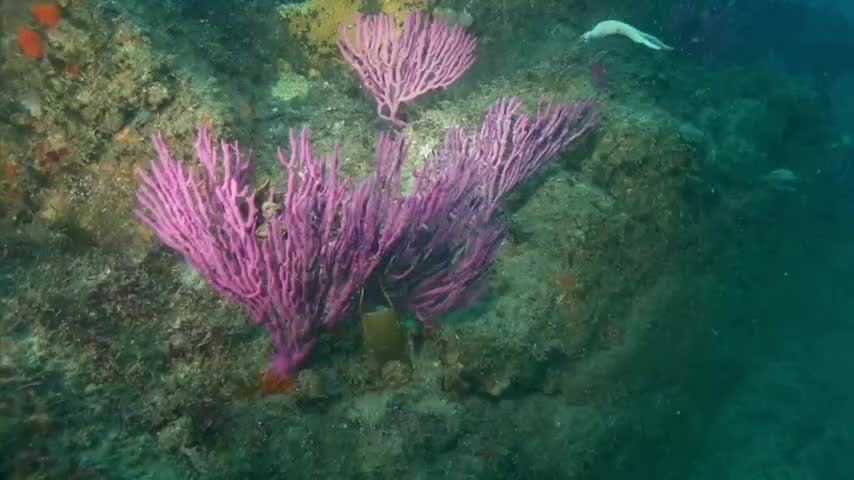 El olvidado mar de la zona central | Frontera Azul - T1E6