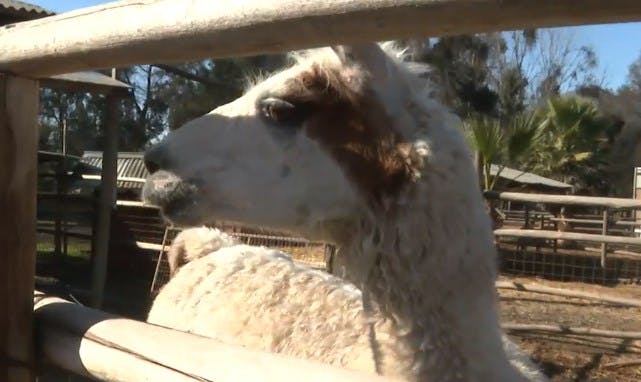 Animales nativos y exóticos para conocer en vacaciones de invierno 