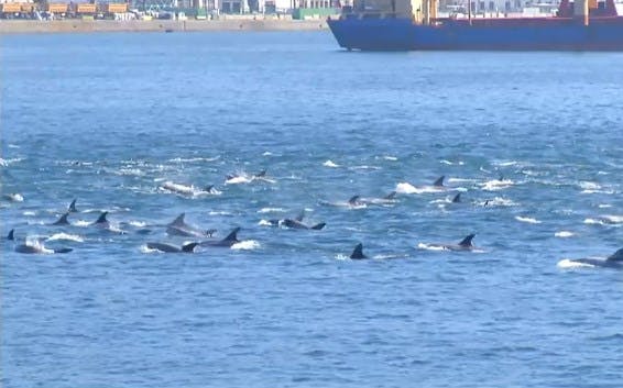 El mágico paseo de delfines en Valparaíso 
