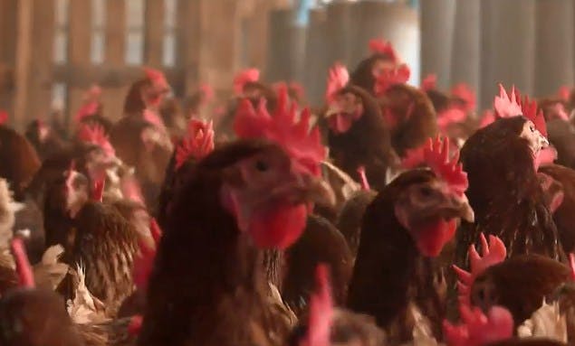 Pituteando: Happy Chicken, gallinas de campo felices y libres 