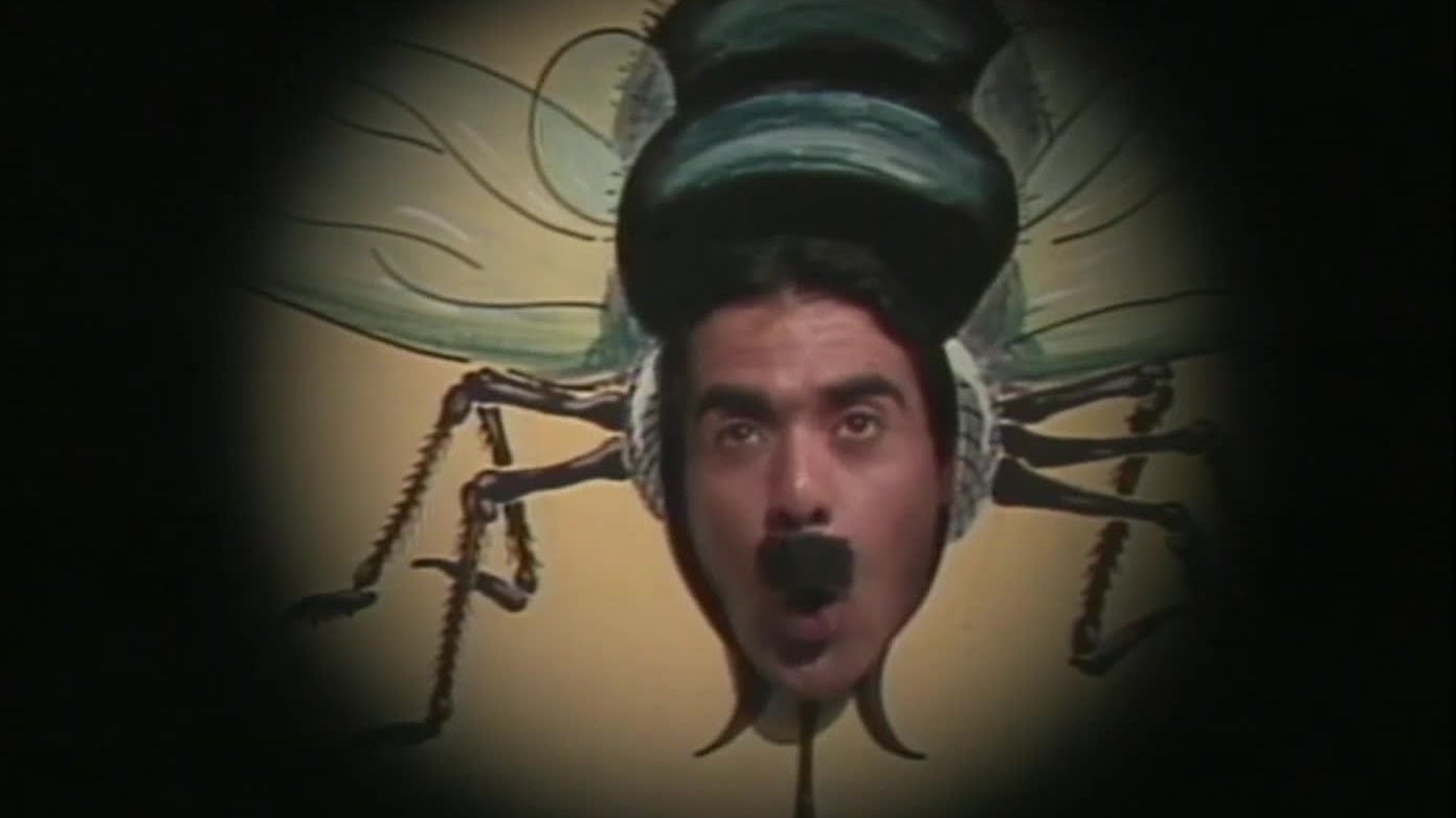 Los insectos | Cachureos - T3E6