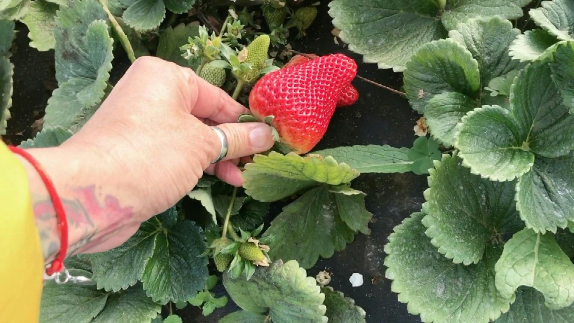 Plaga afecta fuertemente a productores de frutillas de la región