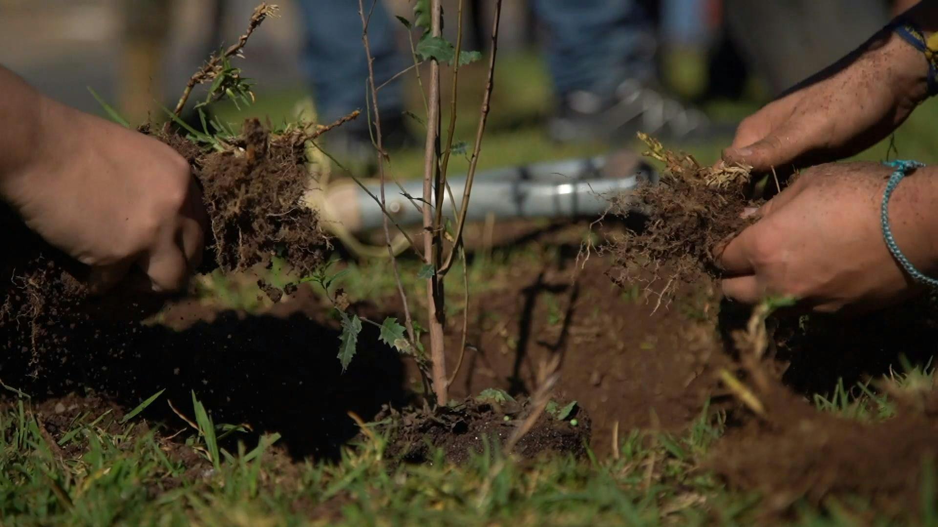 Proyecto de arborización urbana planta su árbol 60 mil en la comuna de Quillota
