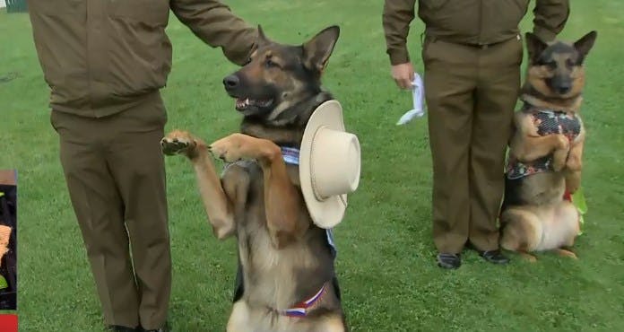 Perritos de Carabineros sorprenden con un pie de cueca 