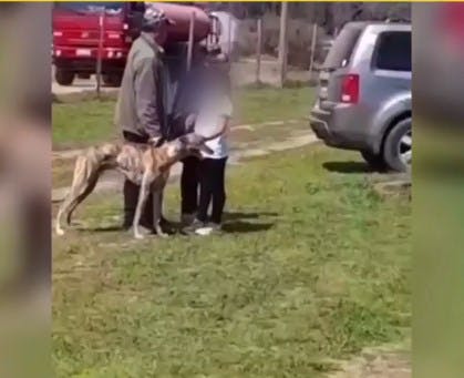Indignación y repudio por carreras de perros galgos en Zapallar
