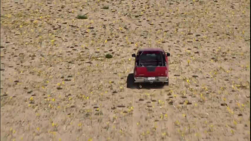 Conductor grabó cuando pasó en auto sobre el desierto florido