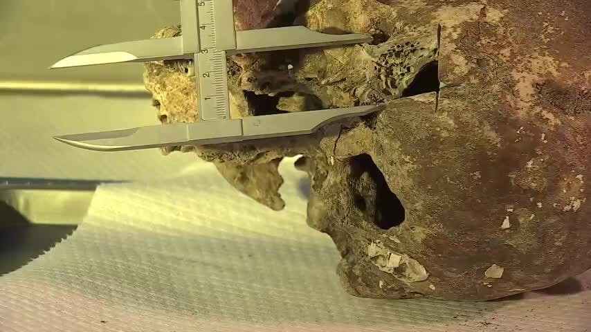 Encuentran cráneo humano de 6.500 años
