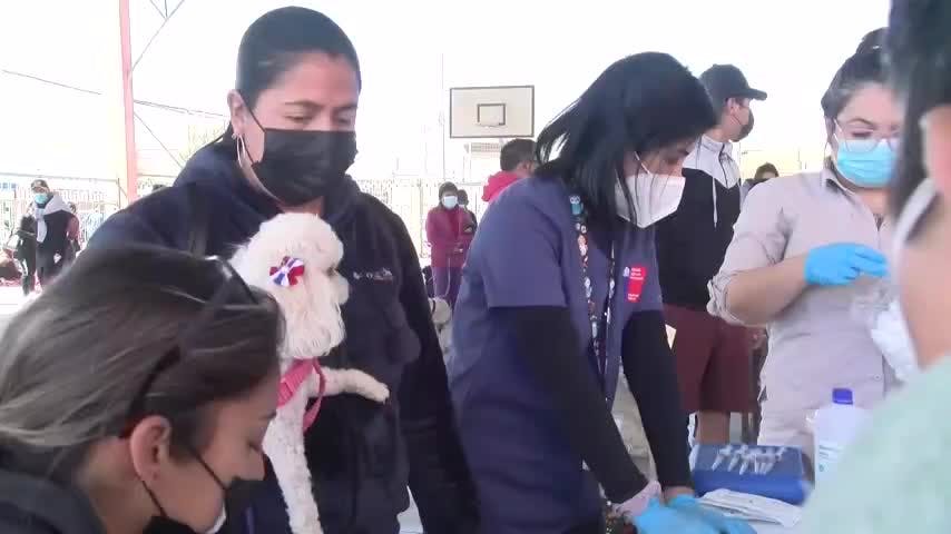 Realizan operativo antirrábico en Calama y Taltal