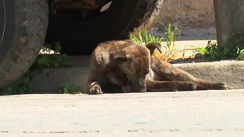 val300922perro_.mp4